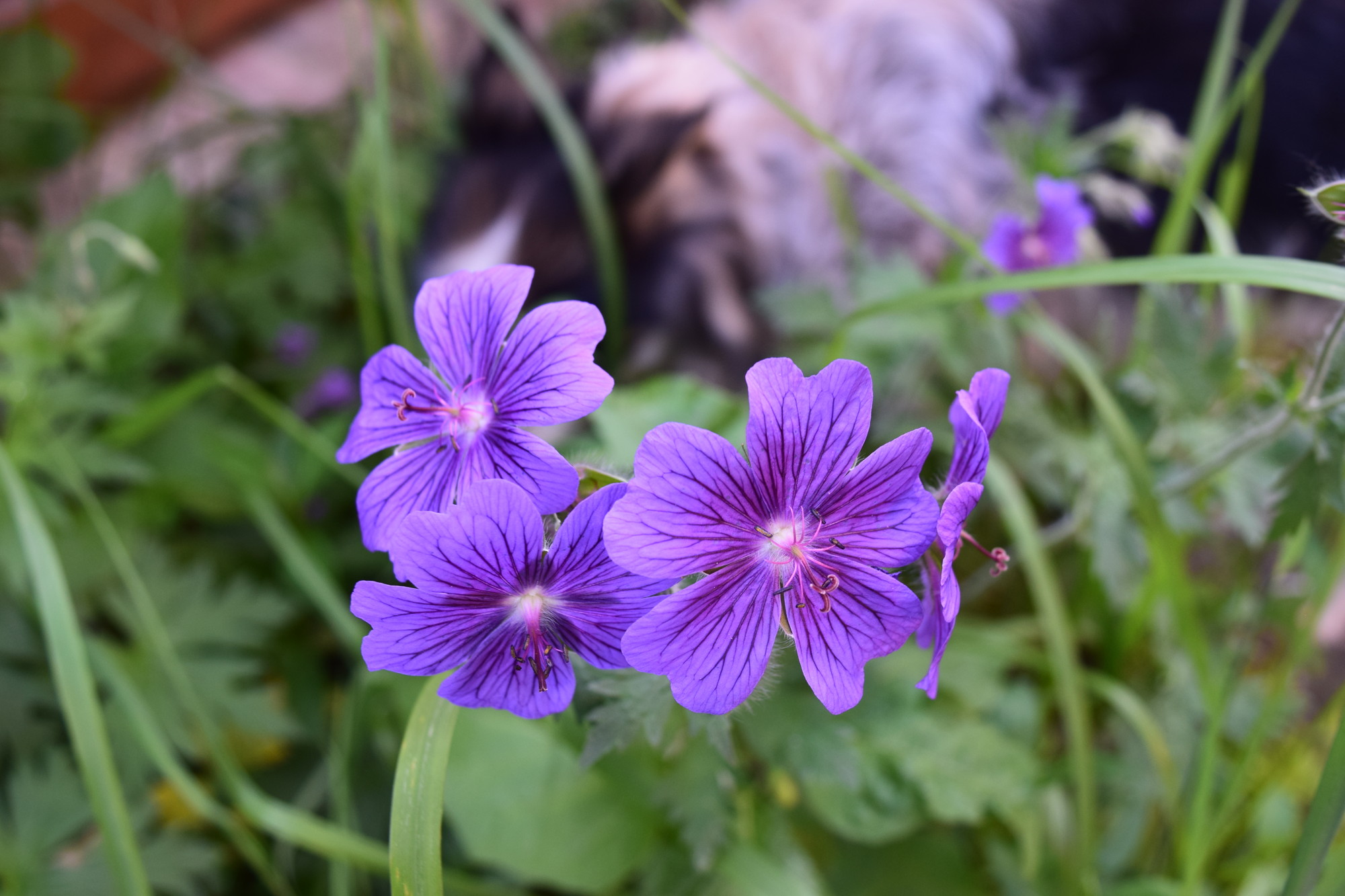 violette Blumen