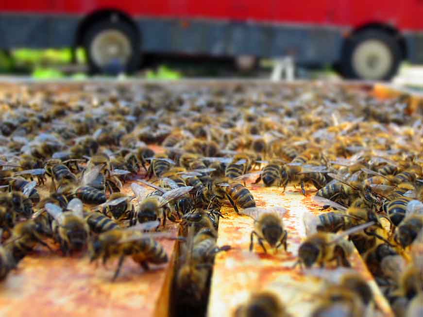 Nahaufnahme Bienen auf Wabe